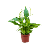 Spathiphyllum Pearl Cupido - 30 cm - VERDENA-30 cm la livrare in ghiveci de Ø 9 cm