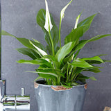 Spathiphyllum Pearl Cupido, 40 cm la livrare, in ghiveci de Ø  15 cm