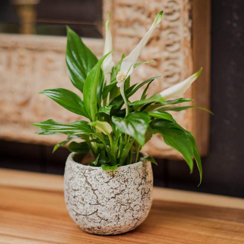 Spathiphyllum Pearl Cupido, 40 cm la livrare, in ghiveci de Ø  15 cm