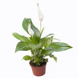 Black Friday - Reduceri Crinul Pacii  Spathiphyllum Pearl Cupido - 35-40 cm Promotie