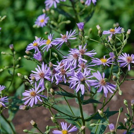 Steluta de Toamna (Aster) Ageratoides Eleven Purple