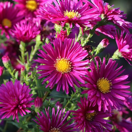 Steluta de Toamna (Aster) Crimson Brocade - VERDENA-10-15 cm inaltime livrat in ghiveci de 0.7 L