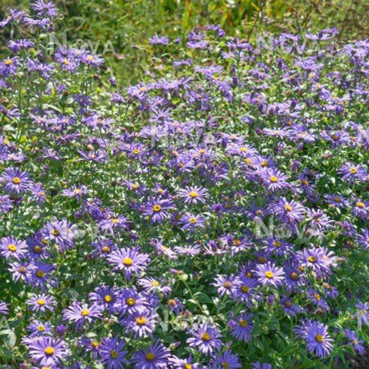 Steluta de toamna (Aster) Mira, livrat in ghiveci de 0.5L