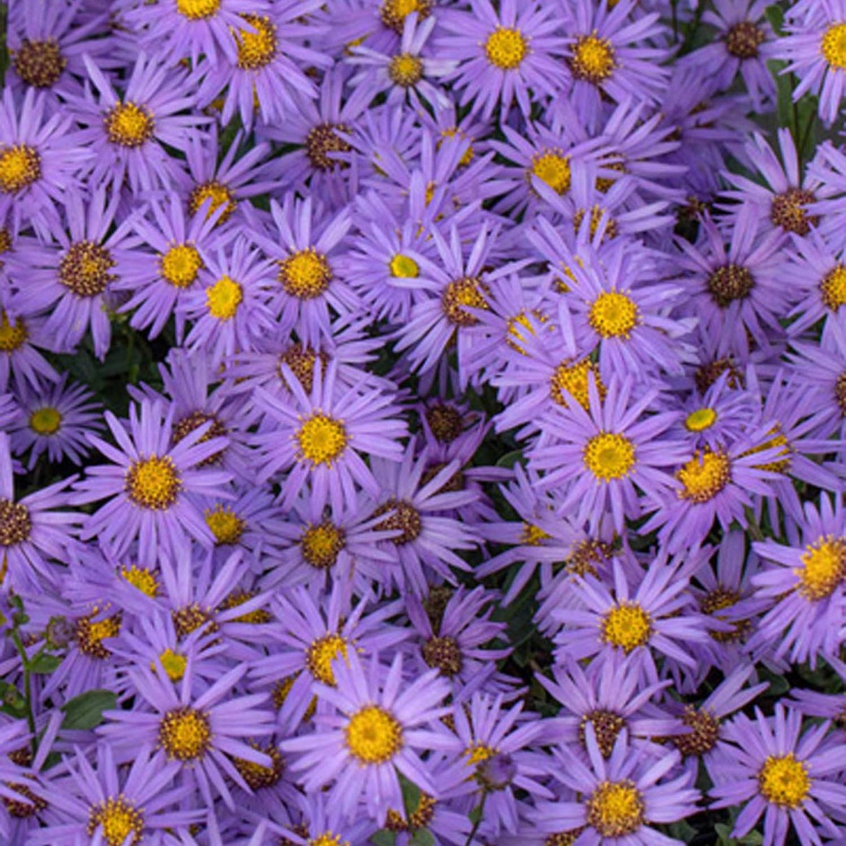 Steluta de toamna (Aster) Mira, livrat in ghiveci de 0.5L