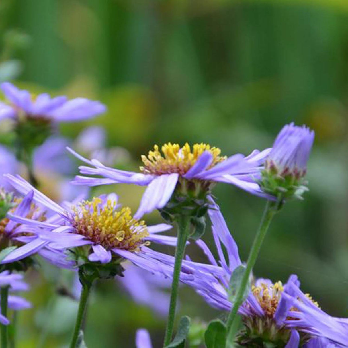 Steluta de toamna (Aster) Mira, livrat in ghiveci de 0.5L