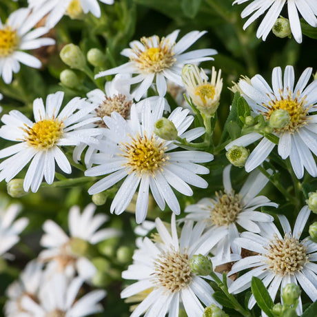 Steluta de Toamna (Aster) Starshine - VERDENA-3-5 cm inaltime livrat in ghiveci de 3 L