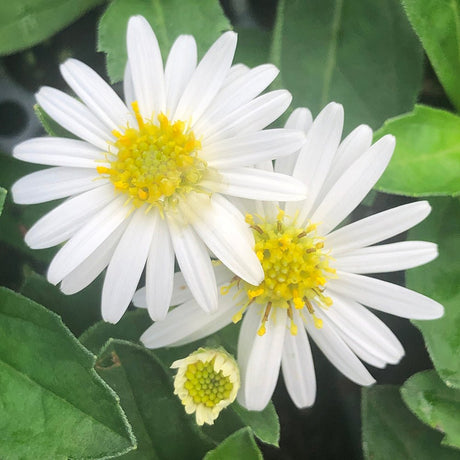 Steluta de Toamna (Aster) Starshine