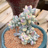 Suculenta Cotiledon Coral