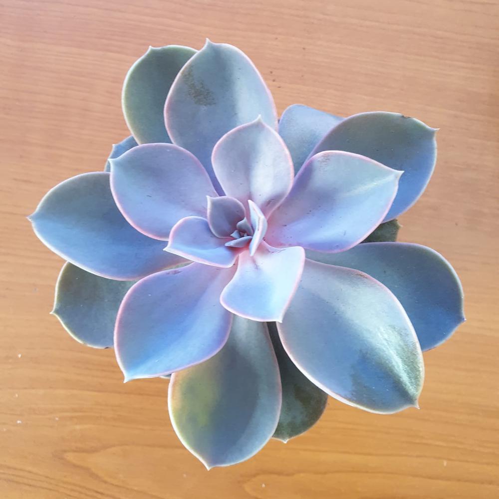 Suculenta (Echeveria) - Mix 2 (3 bucati), 15 cm la livrare, in ghiveci Ø 8.5 cm