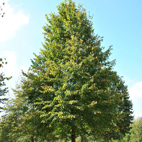 Tei cu frunza mica (Tilia cordata) - Intens parfumat - VERDENA-180-200 cm inaltime livrat in ghiveci de 25 L