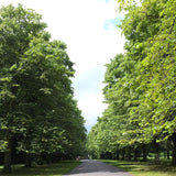 Tei cu Frunza Mica (Tilia Cordata) - Intens Parfumat - VERDENA-180-200 cm inaltime livrat in ghiveci de 5 L