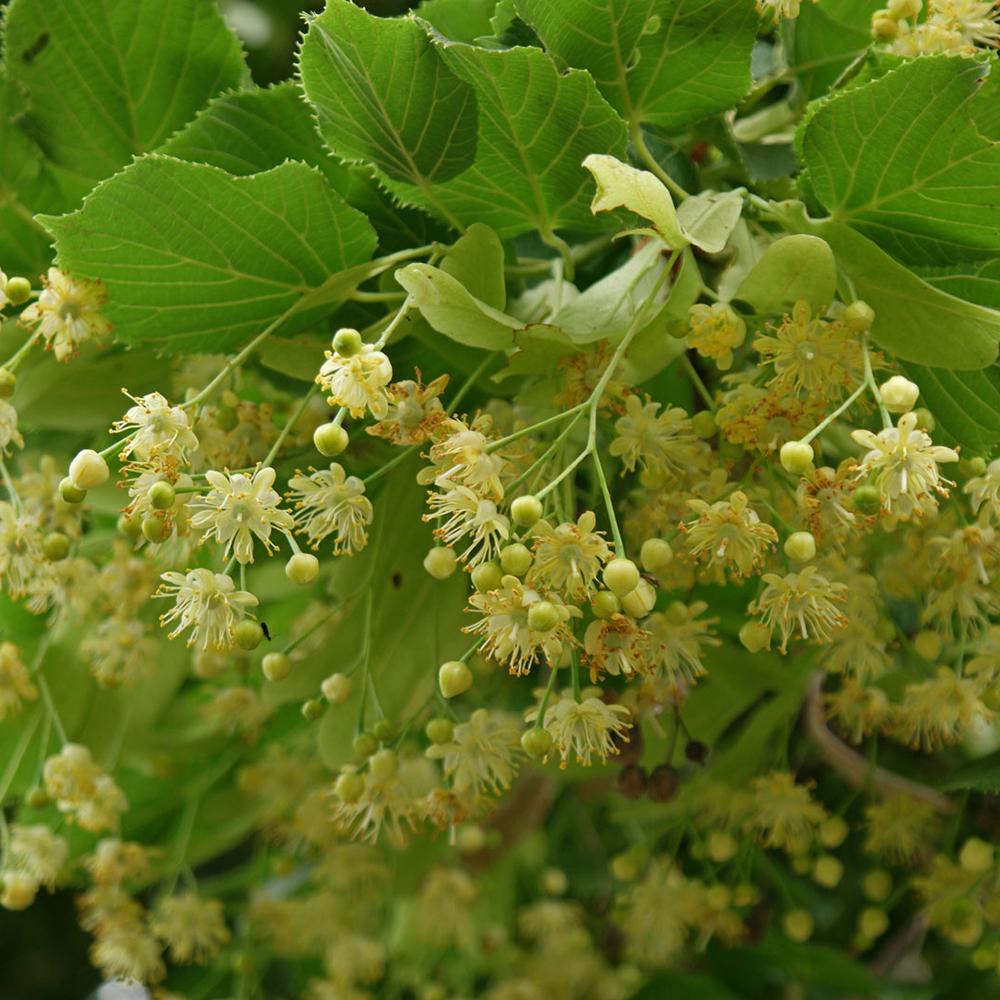 Tei cu frunza mica (Tilia cordata) - Intens parfumat - VERDENA-180-200 cm inaltime livrat in ghiveci de 25 L