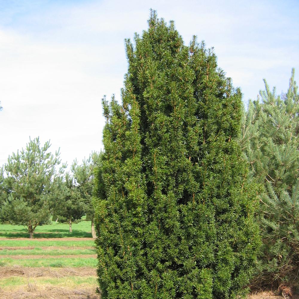 Tisa Fastigiata Robusta, 70-80 cm inaltime, in ghiveci de 10L