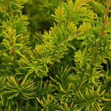 Tisa Semperaurea, 25-30 cm inaltime in ghiveci de 3L