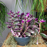 Tradescantia Albiflora Nanouk - 20 cm - VERDENA-20 cm inaltime, livrat in ghiveci de 1.2 l