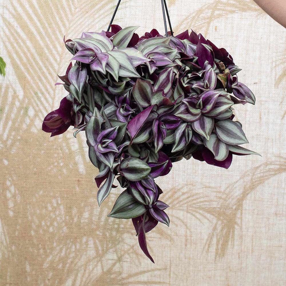 Tradescantia zebrina - 25 cm (Hanger) - VERDENA-25 cm inaltime la livrare, in ghiveci cu Ø 20 cm