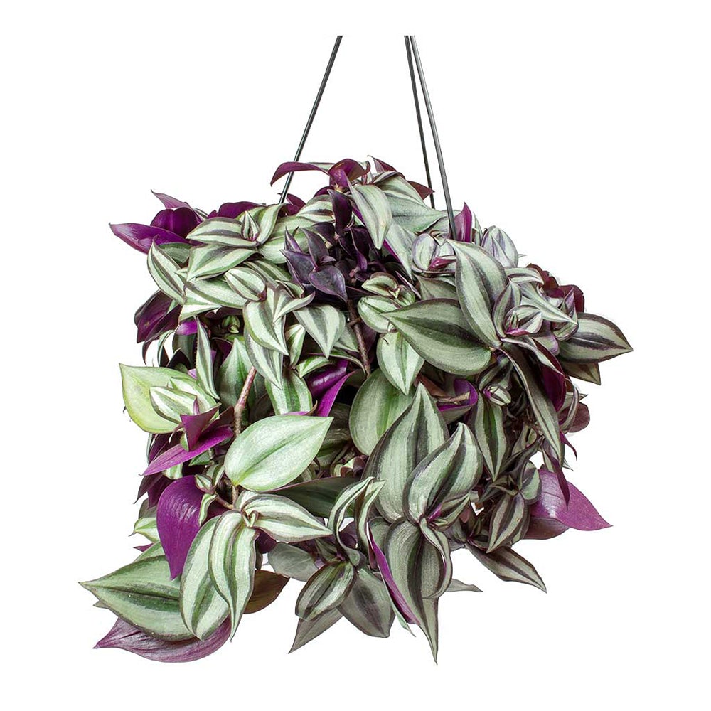 Tradescantia zebrina - 25 cm (Hanger) - VERDENA-25 cm inaltime la livrare, in ghiveci cu Ø 20 cm