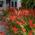 Black Friday - Reduceri Crocosmia Emberglow, cu flori aramii Promotie