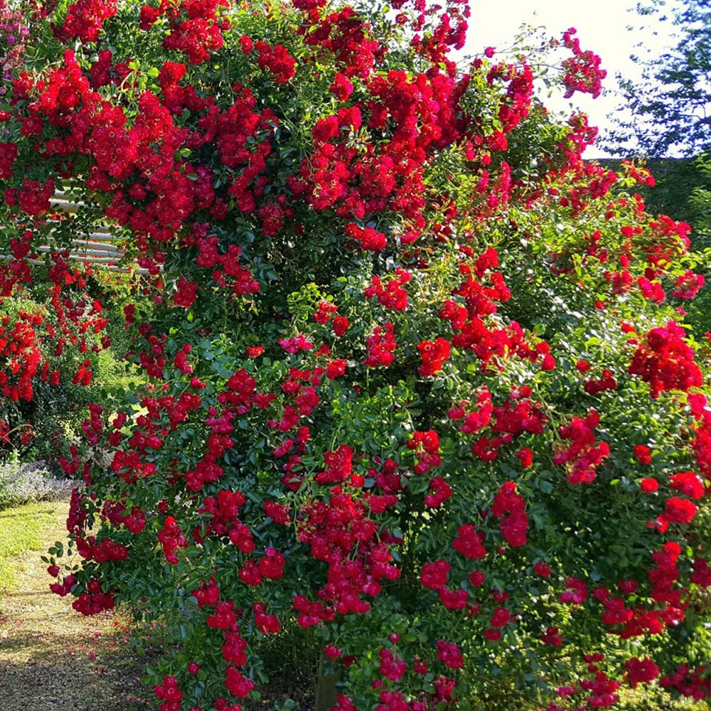 Trandafir catarator Rambling Rose - VERDENA-150-175 cm inaltime livrat in ghiveci de 5.5 L