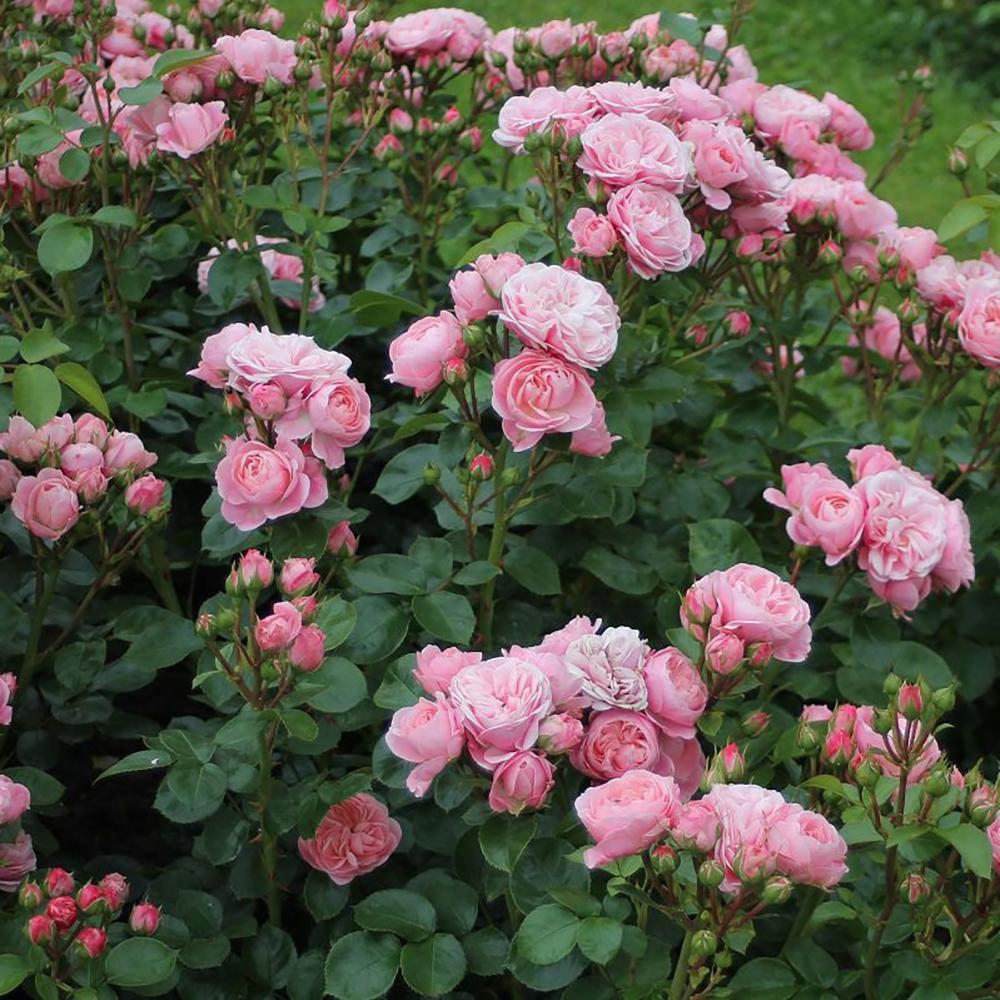 Trandafir Floribunda roz Bailando, inflorire repetata