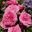 Black Friday - Reduceri Trandafir Floribunda magenta Baronesse, inflorire repetata Promotie