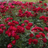 Trandafir Floribunda Bordeaux, livrat in ghiveci plant-o-fix de 2L