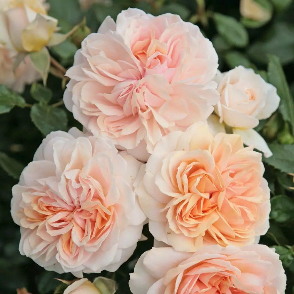 Trandafir Floribunda crem si roz-pastel Garden Of Roses, inflorire repetata - VERDENA-livrat in ghiveci plant-o-fix de 2 l