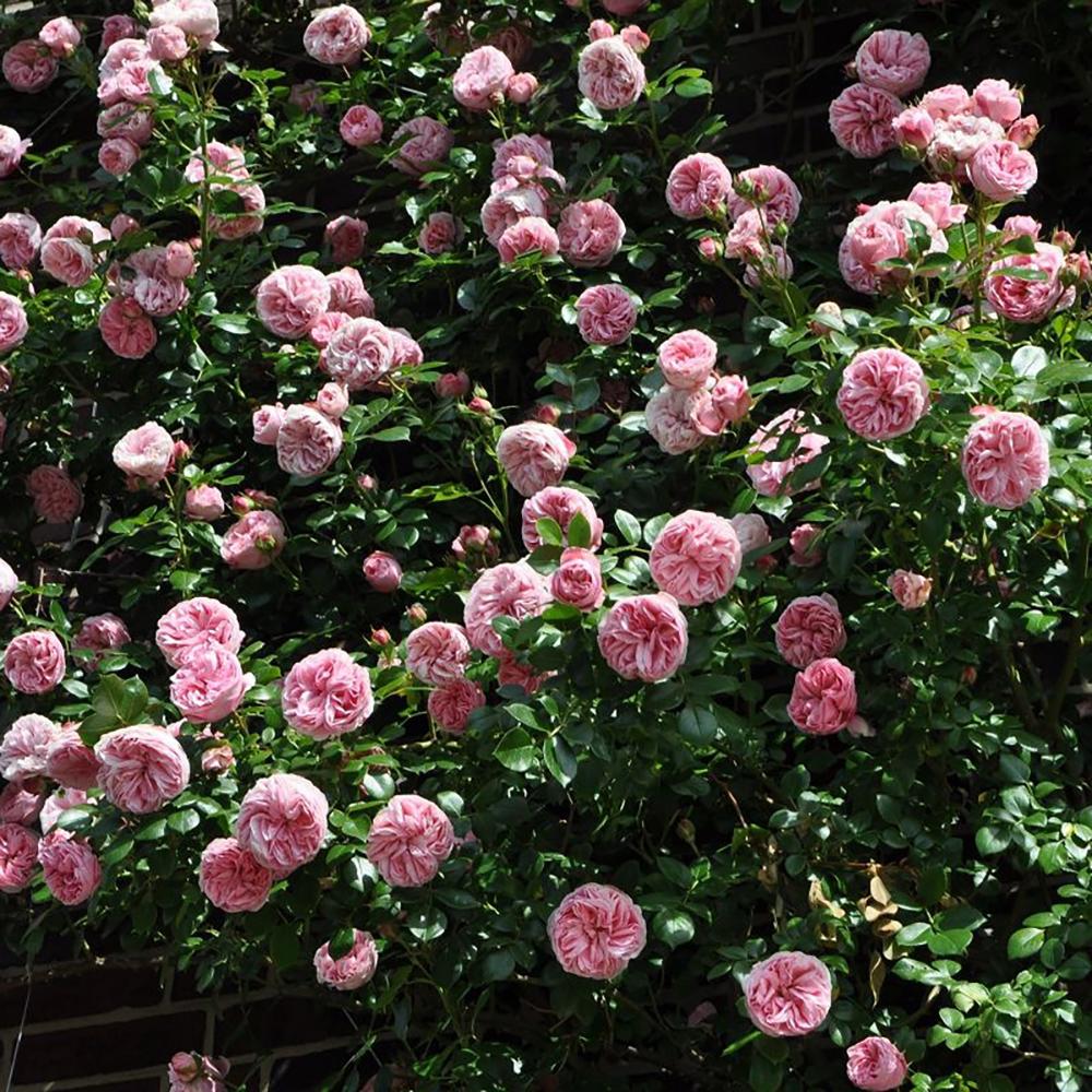 Trandafir Floribunda Giardina, livrat in ghiveci plant-o-fix de 2L