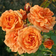 Trandafir Floribunda portocaliu-auriu Bentheimer Gold, inflorire repetata