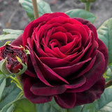 Trandafir Floribunda rosu-bordeaux Grafin Von Hardenberg, cu parfum intens - VERDENA-