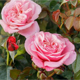 Trandafir Floribunda roz-pastel Wildberry, parfum intens - VERDENA-livrat in ghiveci plant-o-fix de 2 l