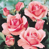 Trandafir Floribunda roz The Queen Elizabeth Rose, inflorire repetata - VERDENA-livrat in ghiveci plant-o-fix de 2 l