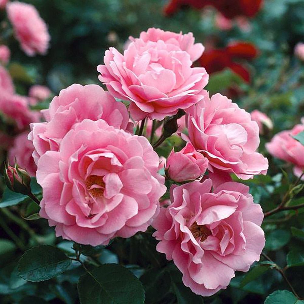 Trandafir Floribunda roz The Queen Elizabeth Rose, inflorire repetata - VERDENA-livrat in ghiveci plant-o-fix de 2 l