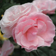 Black Friday - Reduceri Trandafir Floribunda roz The Queen Elizabeth Rose, inflorire repetata Promotie