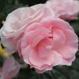 Trandafir Floribunda The Queen Elizabeth Rose - VERDENA-livrat in ghiveci plant-o-fix de 2L