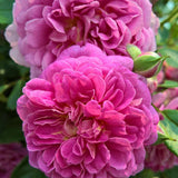 Trandafir Floribunda violet-albastru Starlet Rose Melina, parfum intens - VERDENA-livrat in ghiveci plant-o-fix de 2 l