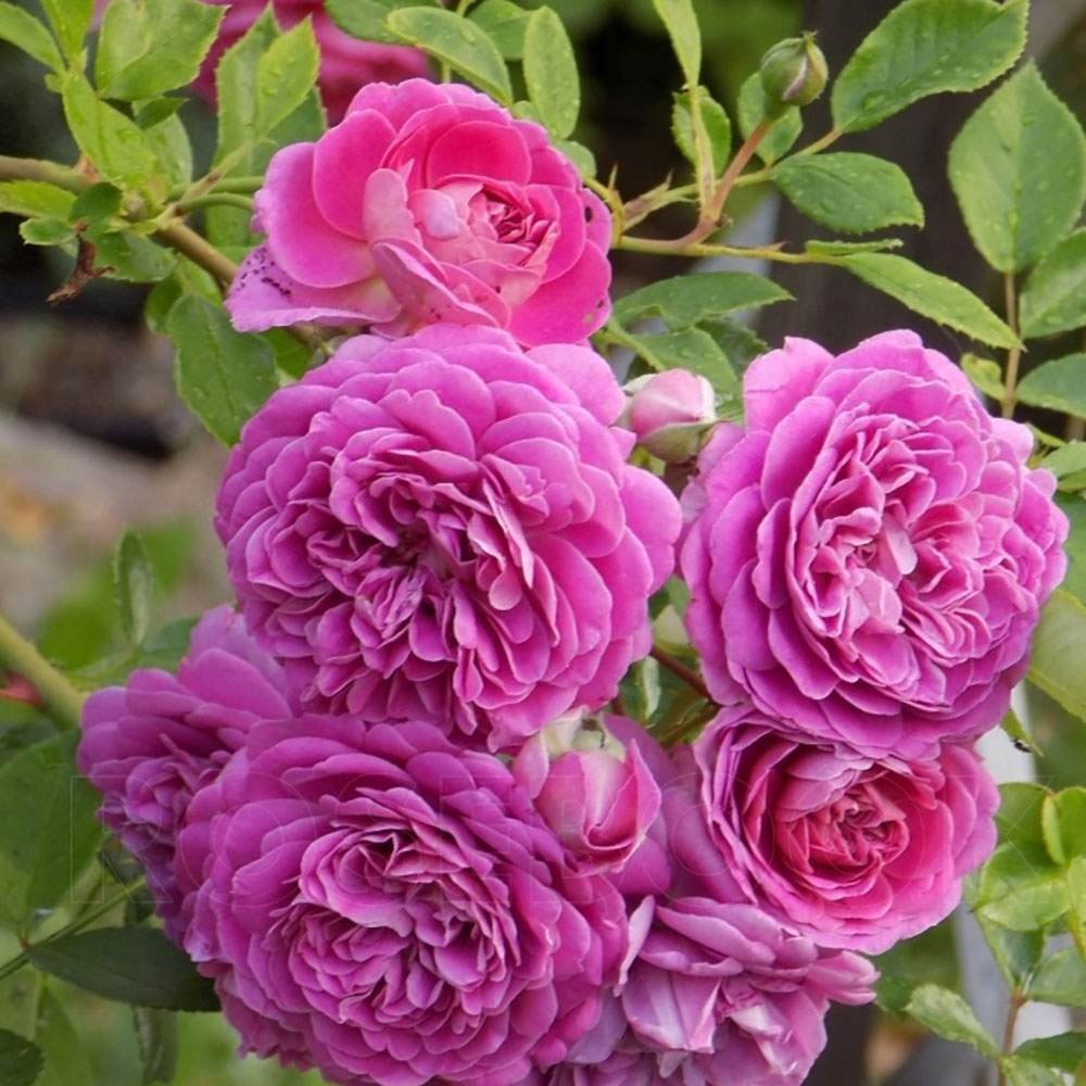 Trandafir Floribunda violet-albastru Starlet Rose Melina, parfum intens - VERDENA-livrat in ghiveci plant-o-fix de 2 l