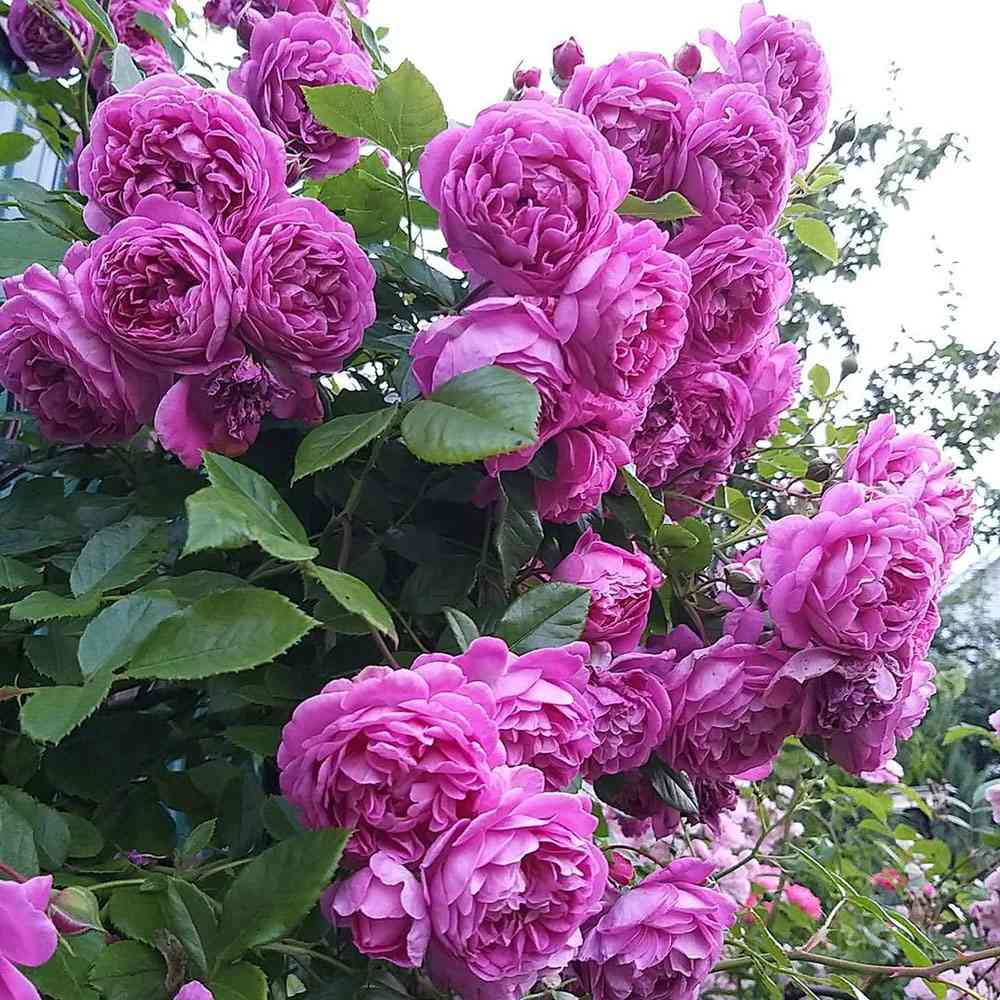 Trandafir Floribunda violet-albastru Starlet Rose Melina, parfum intens - VERDENA-livrat in ghiveci plant-o-fix de 2 l