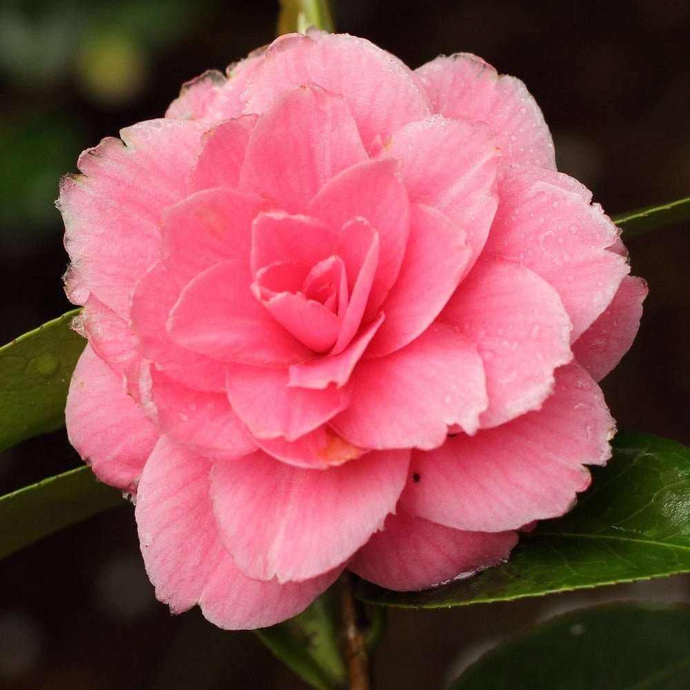 Trandafir Japonez Camellia Mrs. Tingley, cu flori roz - VERDENA-40-55 cm inaltime, livrat in ghiveci de 3 l