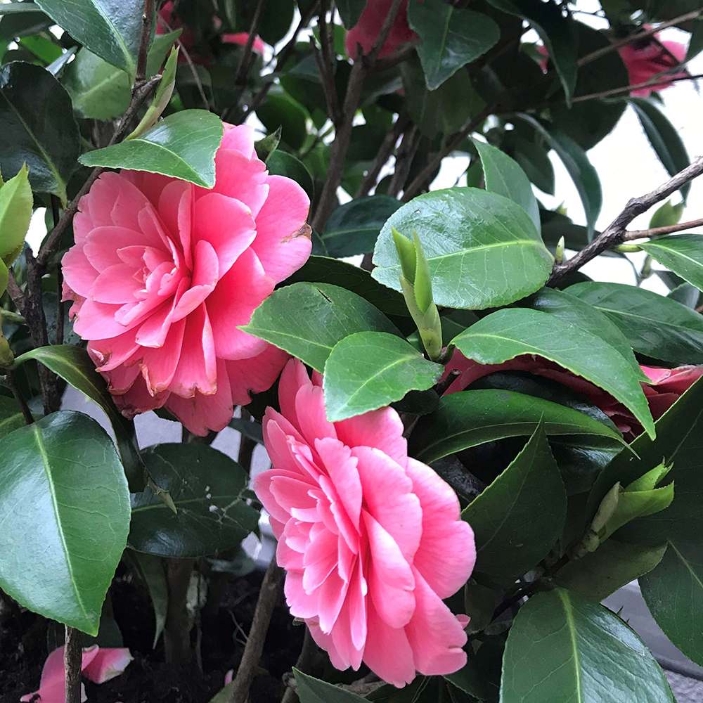 Trandafir Japonez Camellia Mrs. Tingley, cu flori roz - VERDENA-40-55 cm inaltime, livrat in ghiveci de 3 l