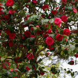 Trandafir Japonez rosu Camellia Kramers Supreme - VERDENA-80-100 cm inaltime, livrat in ghiveci de 20 l