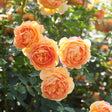 Trandafir Lady of Shalott, cu flori portocalii foarte parfumate