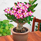 Trandafirul Desertului (Adenium obesum) - VERDENA-25 cm inaltime, livrat in ghiveci de 1.2 l