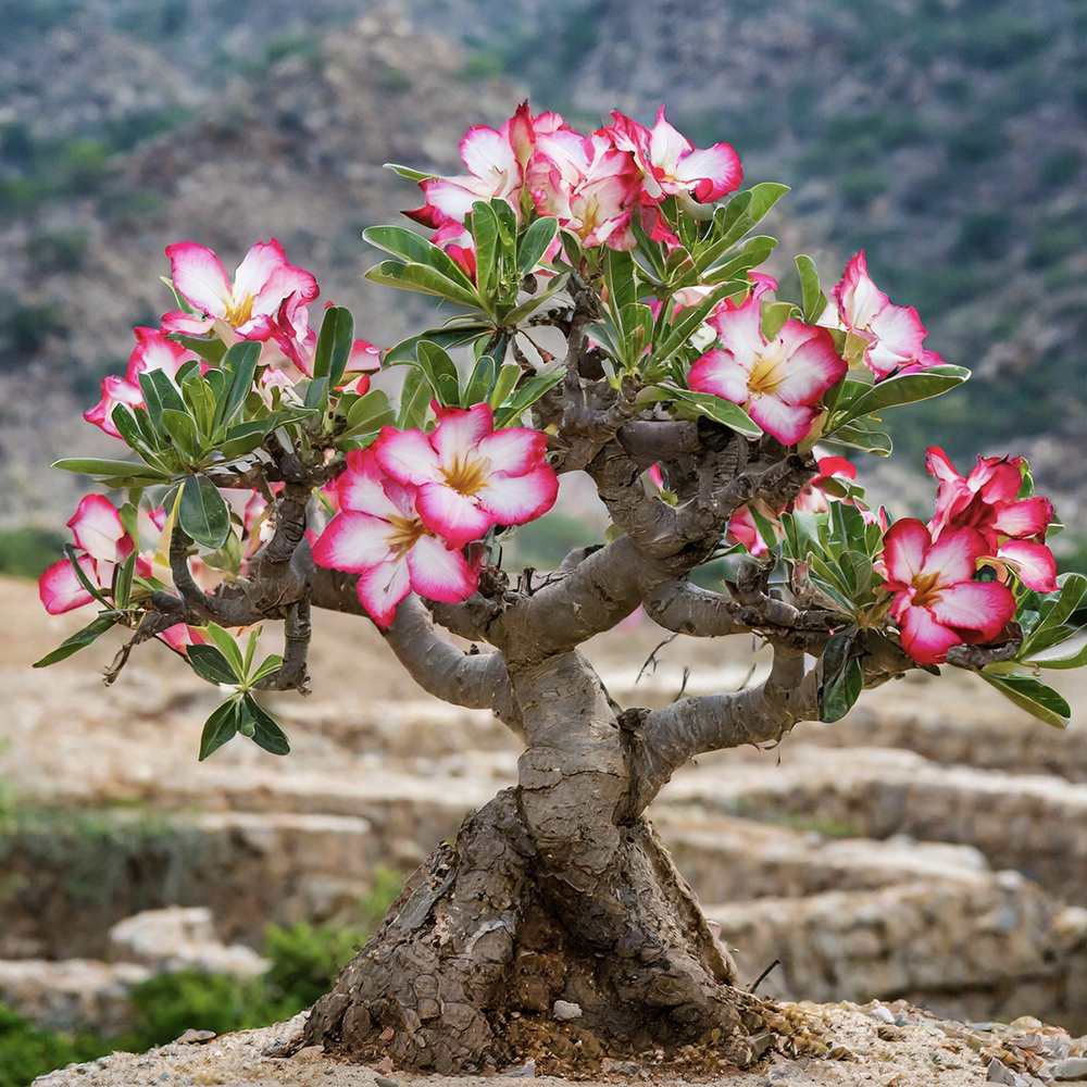 Trandafirul desertului Baobab Bonsai (Adenium Ansu Baobab) - VERDENA-30 cm inaltime, livrat in ghiveci de 2 l