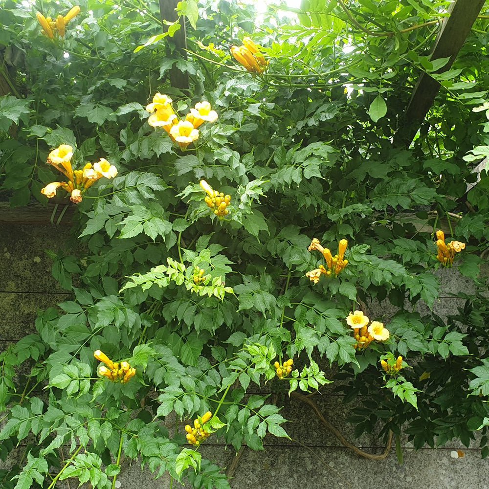 Trompeta cataratoare Flava - VERDENA-60 cm la livrare, in ghiveci de 2L