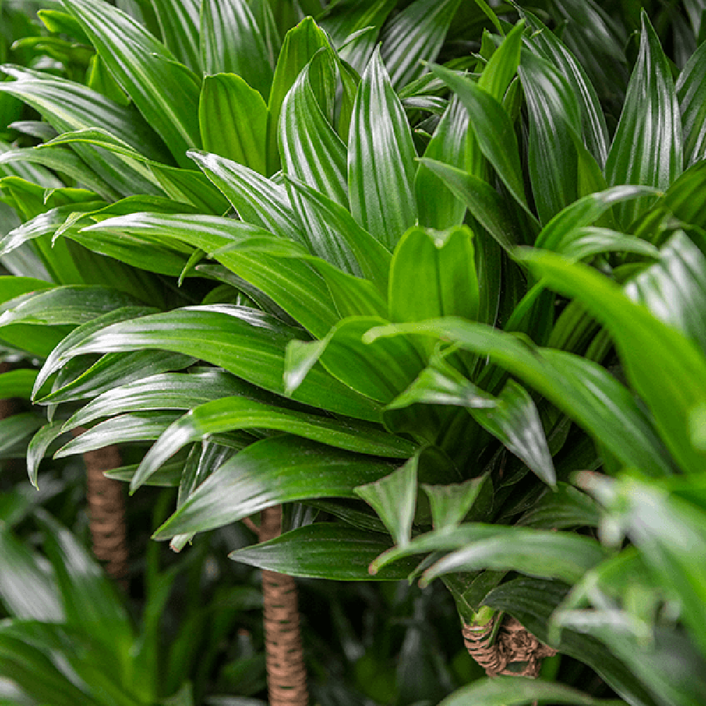 Trunchiul fericirii Dracaena fragrans Compacta - 120 cm - VERDENA-120 cm la livrare in ghiveci Ø24 cm