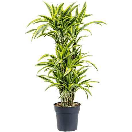 Trunchiul fericirii Dracaena fragrans Lemon Lime - 110 cm - VERDENA-110 cm la livrare, in ghiveci de Ø 27 cm