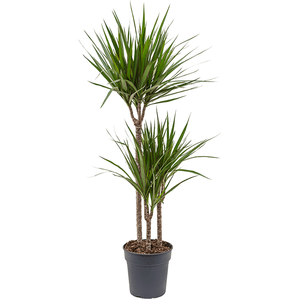 Trunchiul fericirii Dracaena fragrans Marginata - 115 cm - VERDENA-115 cm la livrare in ghiveci cu Ø 21 cm