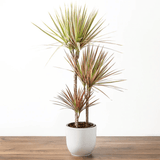 Trunchiul Fericirii (Dracena) Bicolor - 135-140 cm