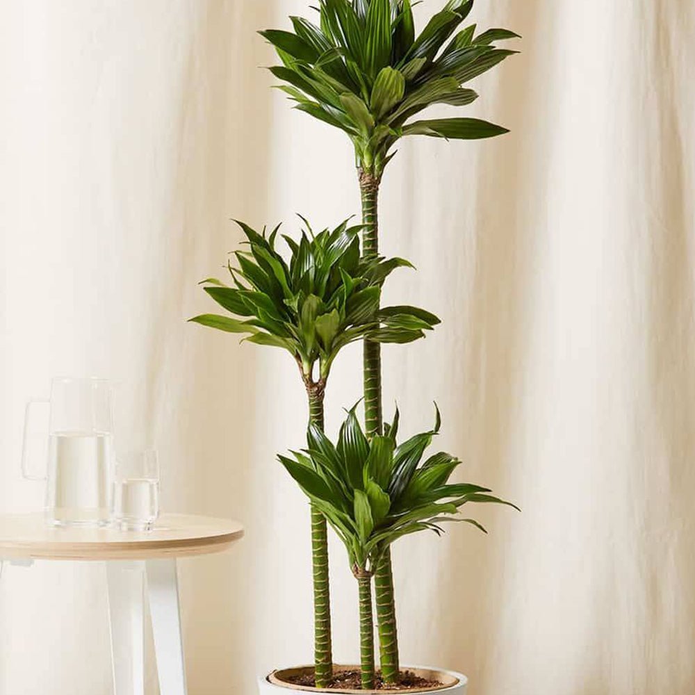 Trunchiul Fericirii (Dracena) Compacta - 100 cm - VERDENA-100 cm inaltime livrat in ghiveci de 9 l